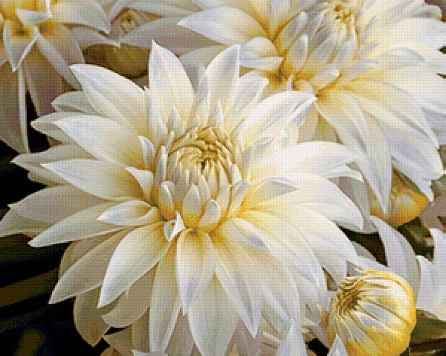 георгины - цветы, природа - предпросмотр