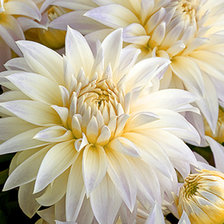 Схема вышивки «георгины»