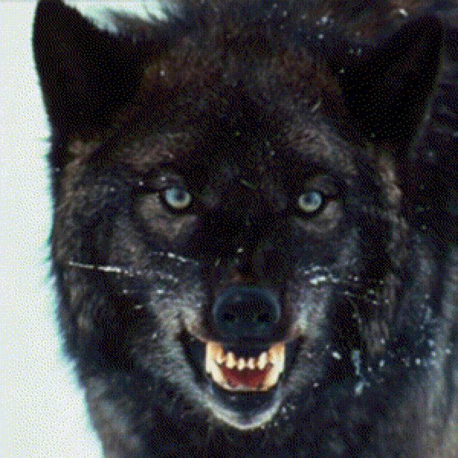 Черный волк - предпросмотр