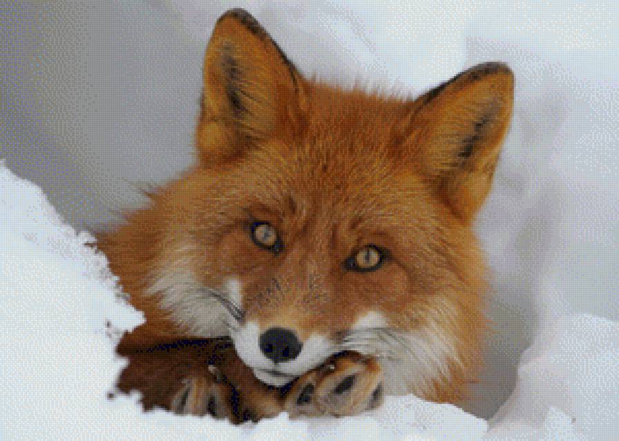 Лиса - предпросмотр