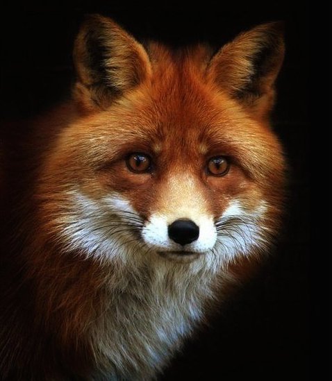 Лис - лиса, дикие животные, лис - оригинал