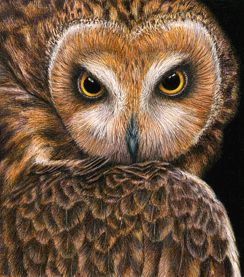 ночной страж - птицы, филин, хищники, сова - оригинал