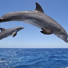 Схема вышивки «дельфины»