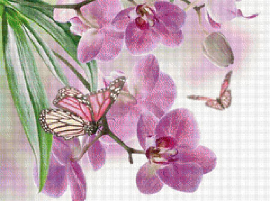 Орхидеи и бабочки - предпросмотр