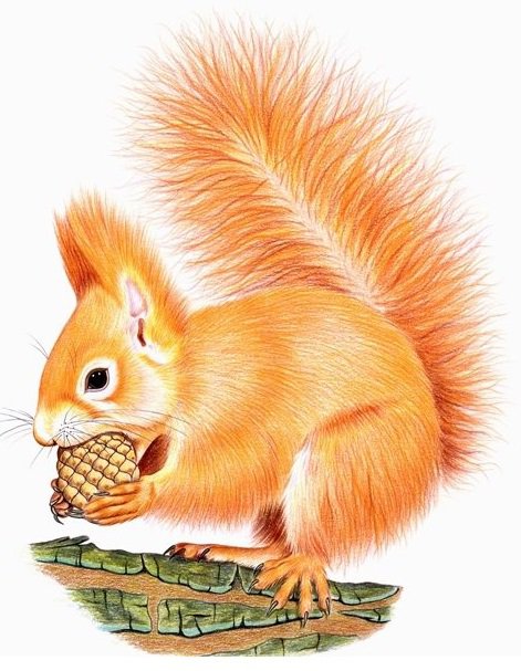 Белочка - животные, белка - оригинал