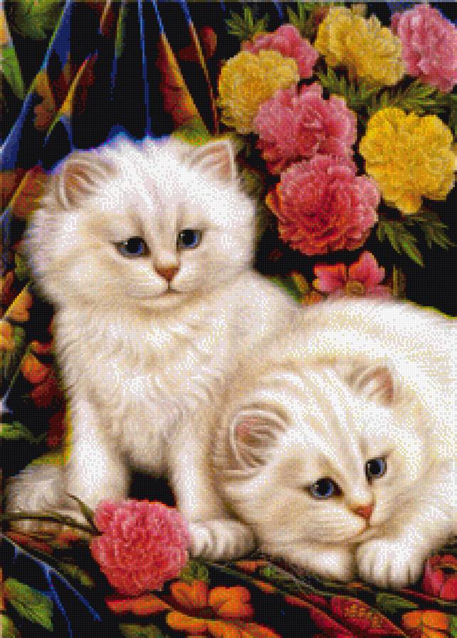 персидские котята - персидские котята - предпросмотр