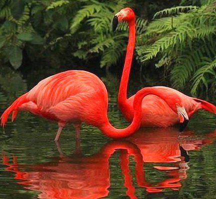 фламинго - оригинал