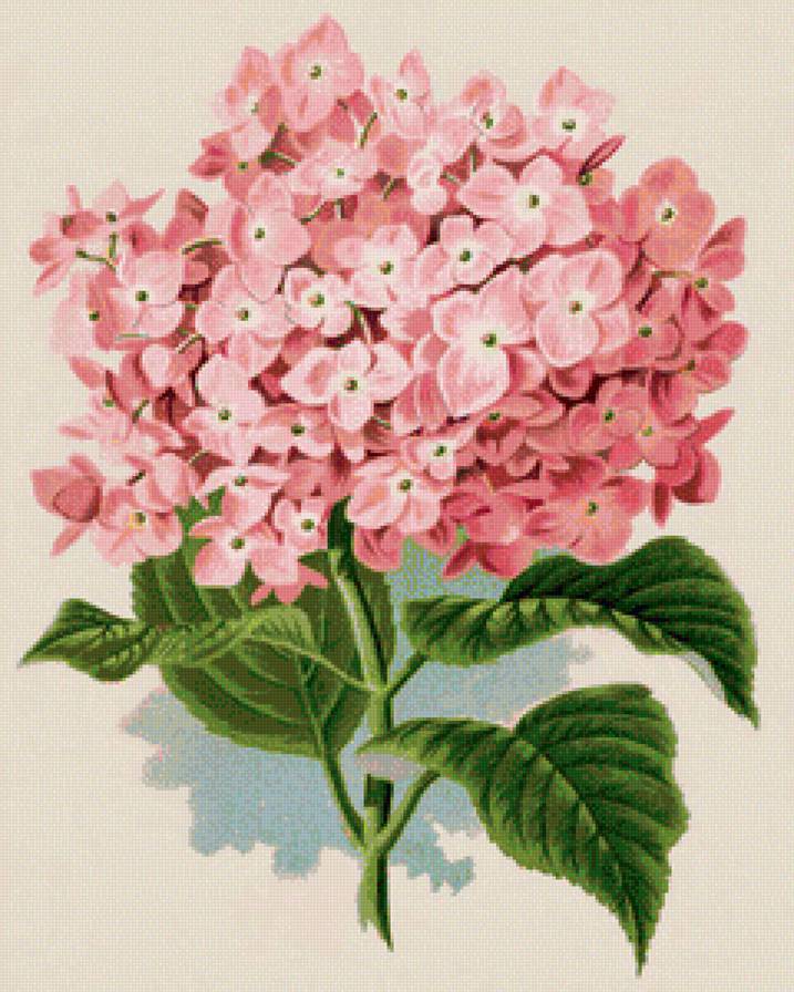 Гортензия - цветы - предпросмотр