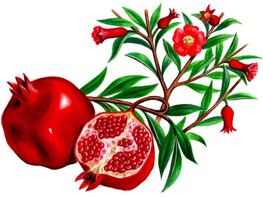 Гранатовая ветвь - природа, гранат, для кухни, цветы, фрукты - оригинал
