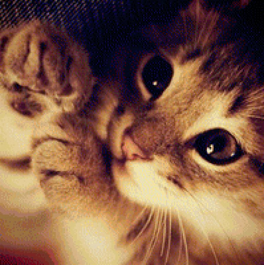 Котик - фауна, котик - предпросмотр