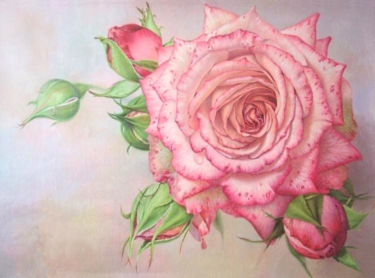 роза нежная - розовые цветы, роза, капля, розы - оригинал