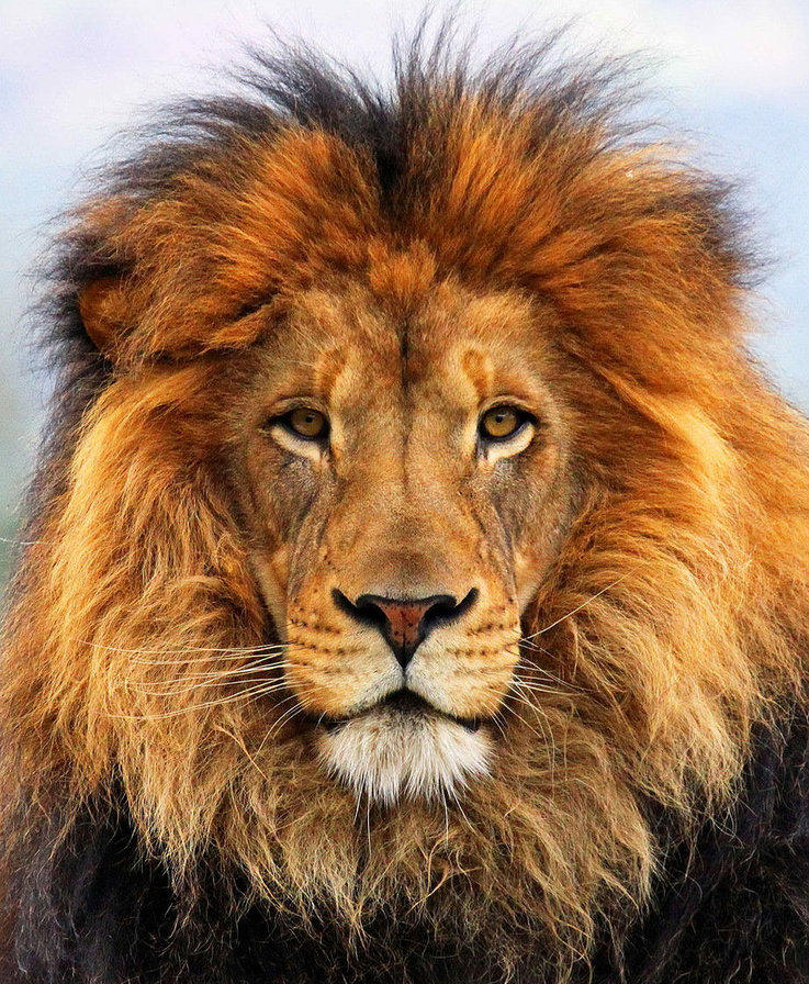 лев - лев - оригинал