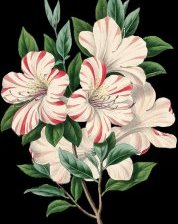 Оригинал схемы вышивки «№1153739»