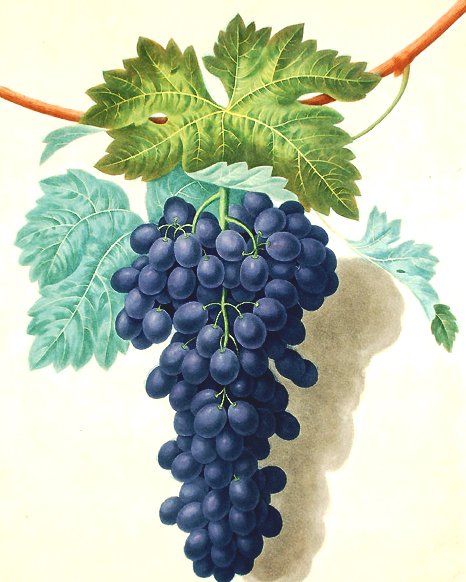 Виноград - на кухню, фрукты - оригинал