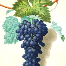 Схема вышивки «Виноград»