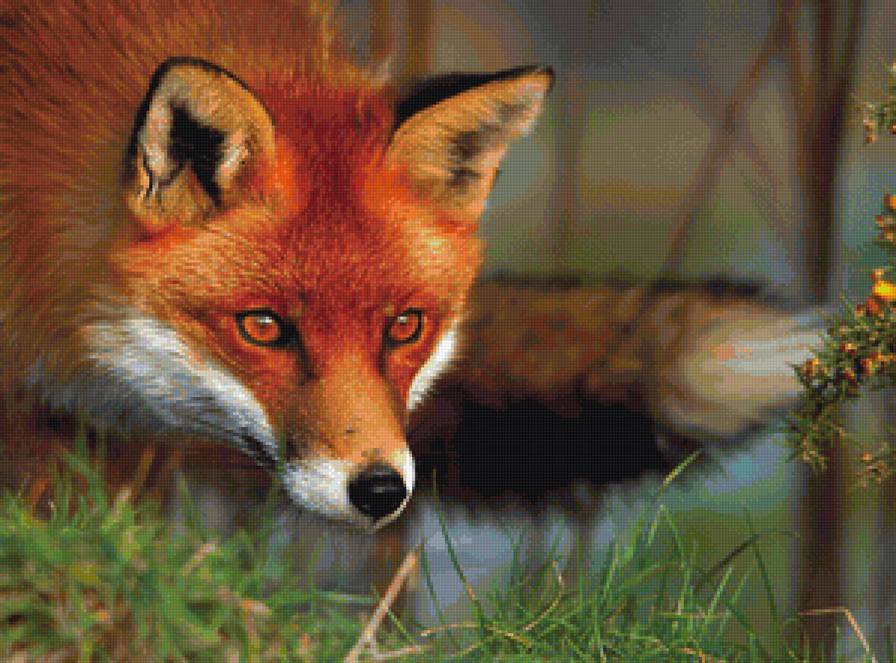 Лисичка - весенний лес, весна, лиса, животные, рыжая плутовка, лес - предпросмотр