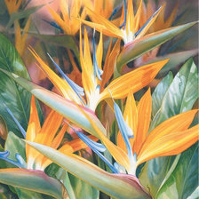 Схема вышивки «№1153988»