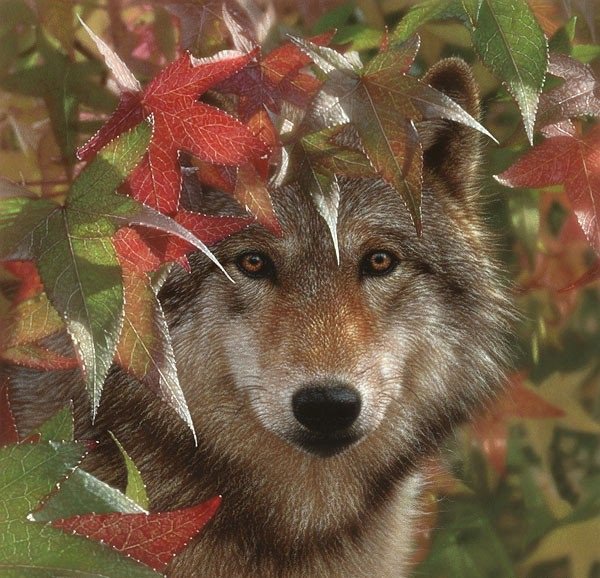 волк - волки, лес, природа, осень - оригинал