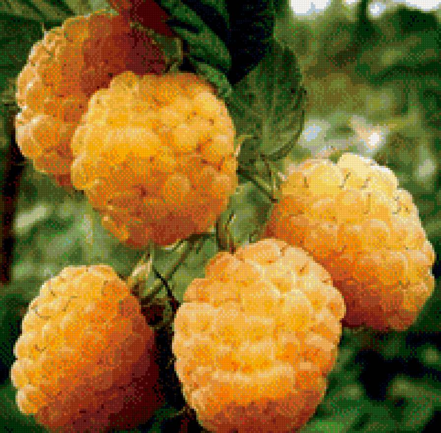 Малинка - малина, фрукты - предпросмотр