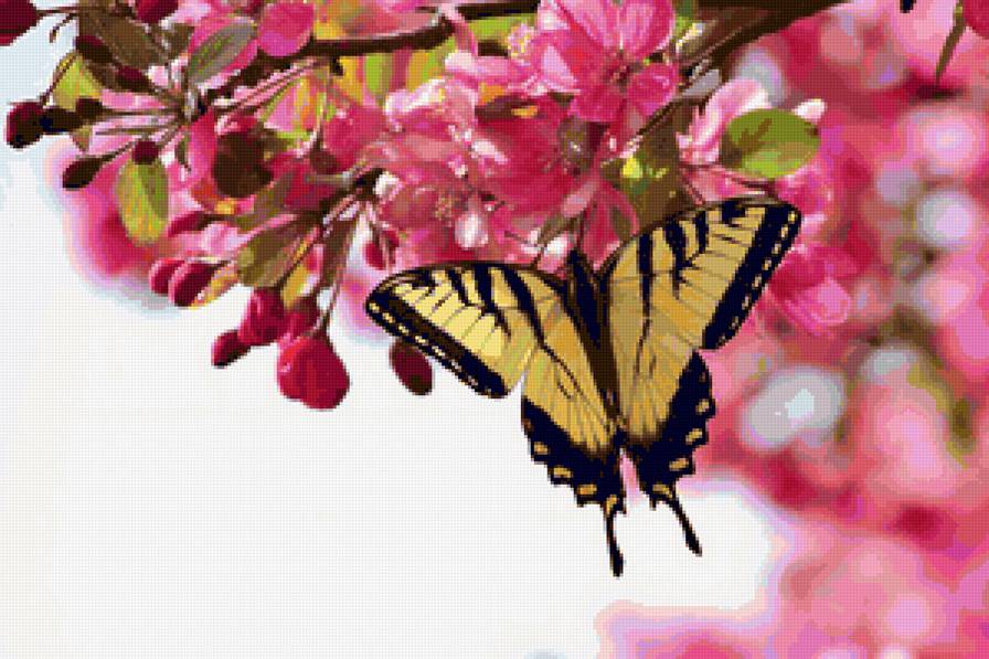 бабочка - бабочка - предпросмотр