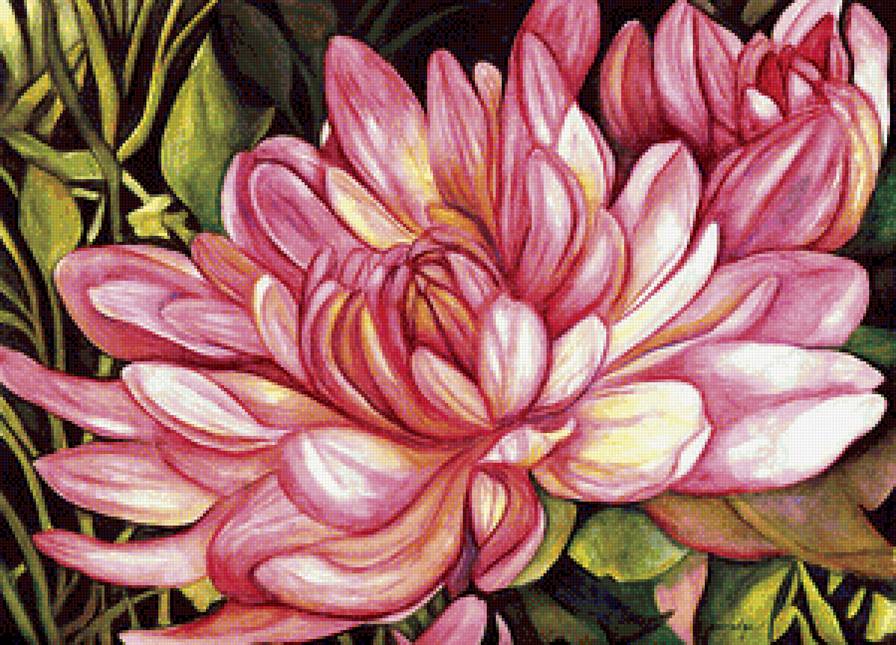 Цветок - хризантема, цветы, цветок - предпросмотр