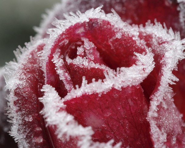 роза - снег, цветок - оригинал