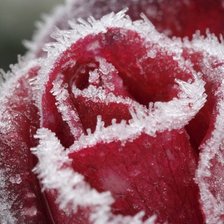 Схема вышивки «роза»