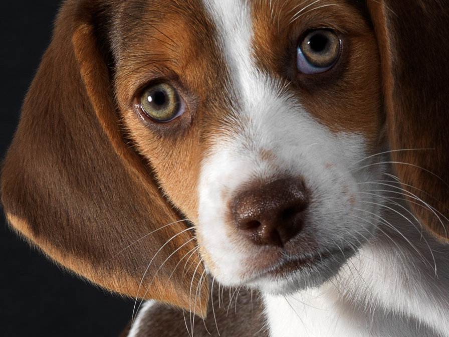 взгляд - животные, собаки - оригинал