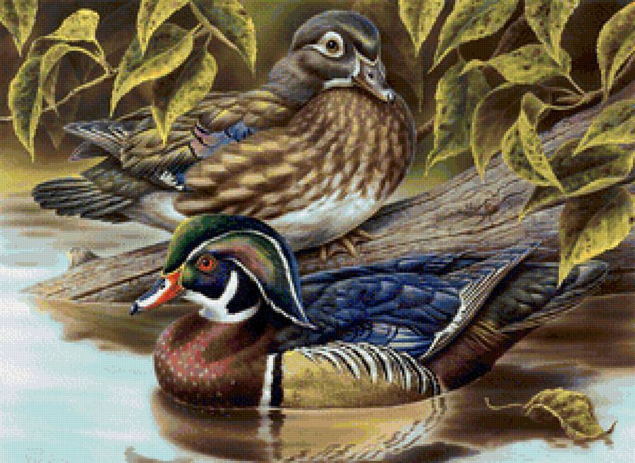 утки Мандаринки - предпросмотр