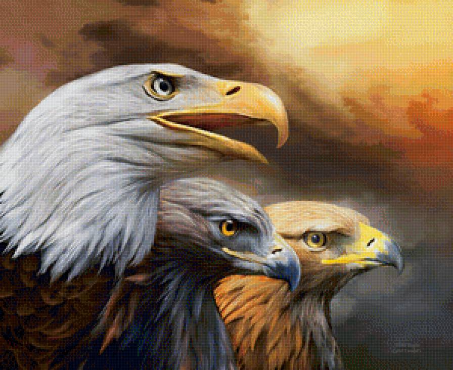 Орлы - орел, птицы - предпросмотр