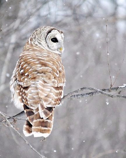 Сова - снег, зима, сова - оригинал