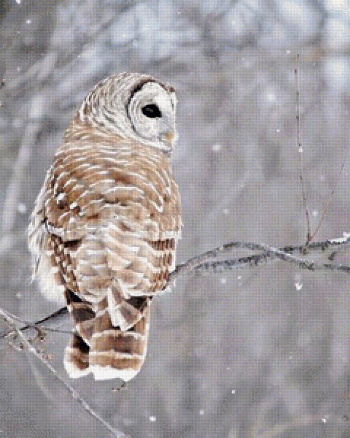 Сова - зима, сова, снег - предпросмотр