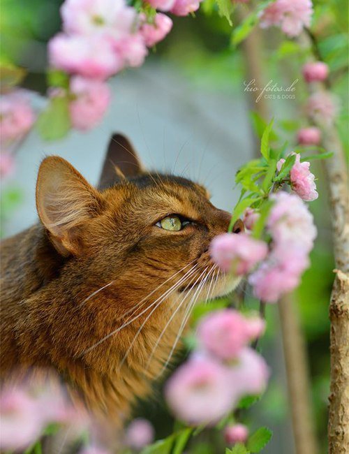Киса - цветы, весна, кошка - оригинал