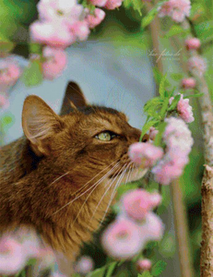 Киса - кошка, цветы, весна - предпросмотр