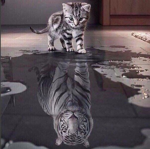 верь в себя - кошки, тигры - оригинал