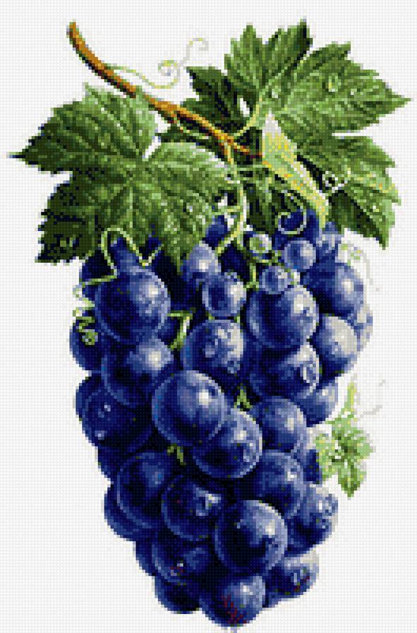 лоза винограда - предпросмотр