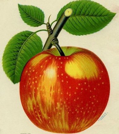 яблочко - фрукты, натюрморт, яблоки - оригинал