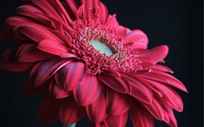 Гербера - оригинал