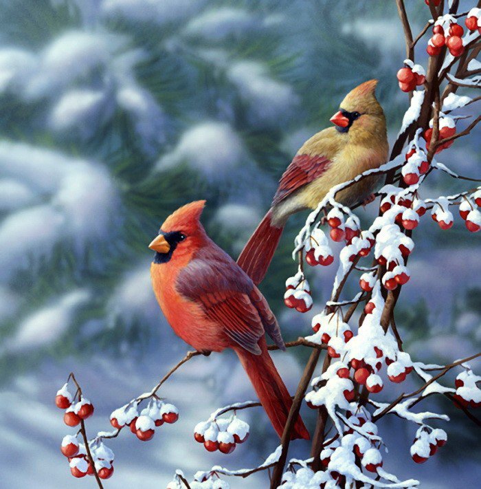 пернатые - природа, птицы, зима - оригинал