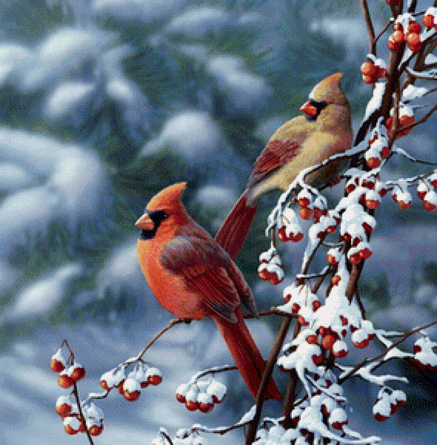 пернатые - природа, зима, птицы - предпросмотр