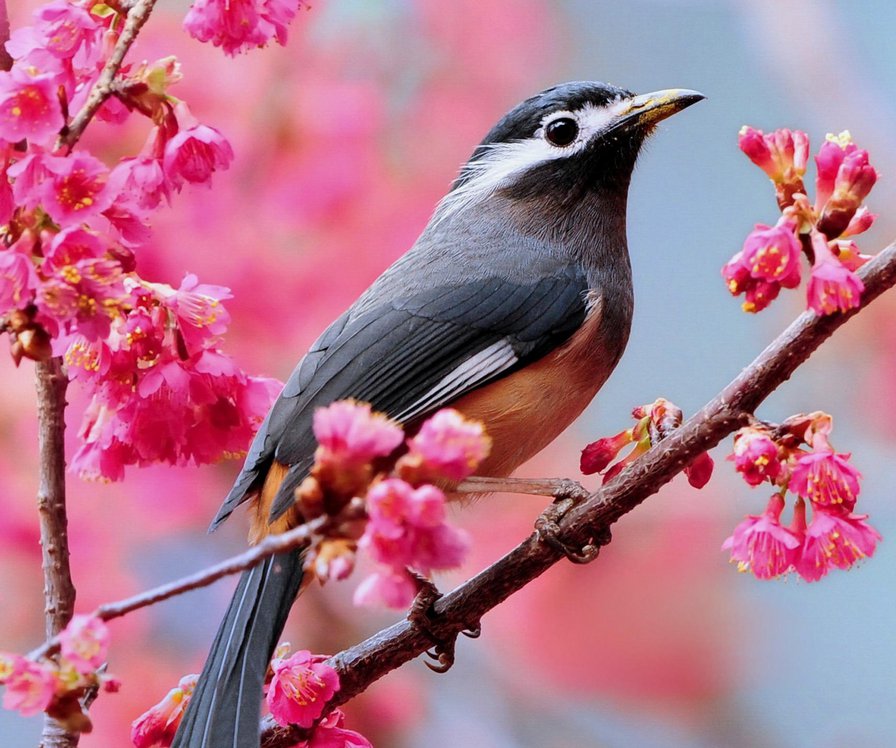 птичка - птицы, природа - оригинал