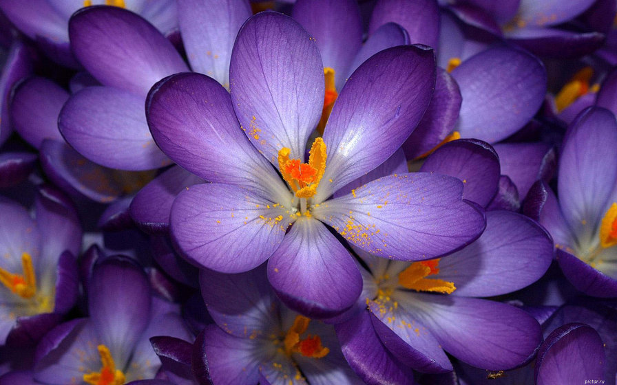 цветы - цветы - оригинал