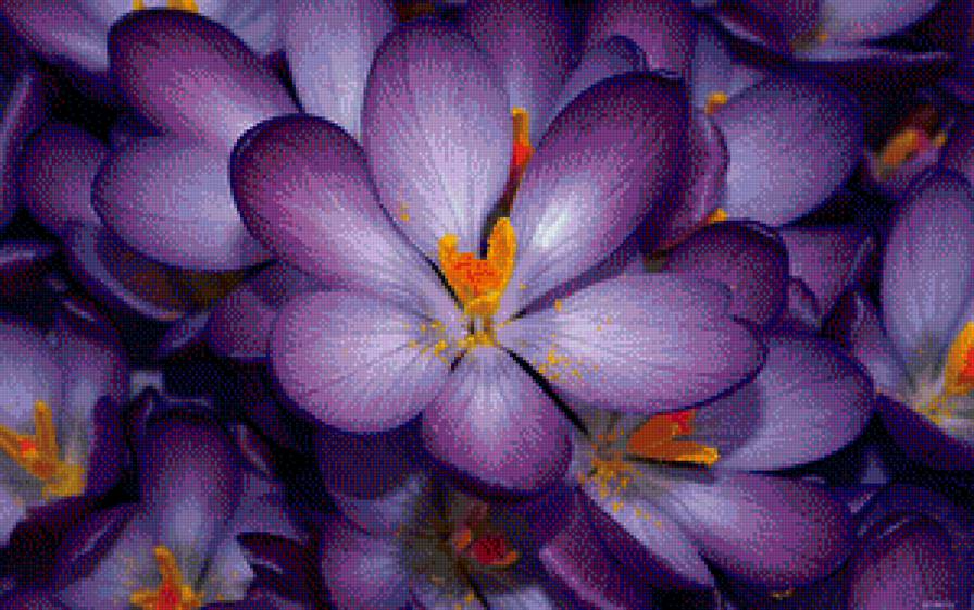 цветы - цветы - предпросмотр