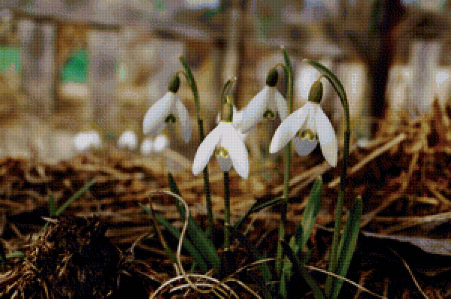 подснежники - цветы, природа, подснежник - предпросмотр