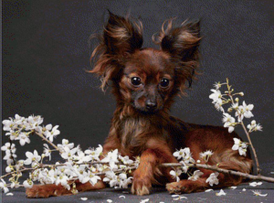 красавчик - собаки, животные - предпросмотр