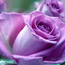 Схема вышивки «Роза»