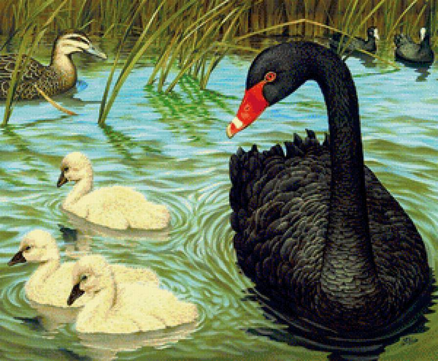 лебедь - природа, птицы, пруд - предпросмотр