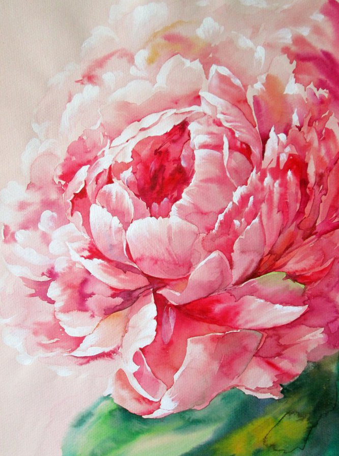 Пион - пион, цветок - оригинал