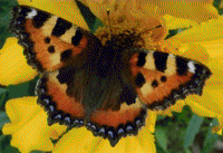 Крапивница - природа, бабочка - предпросмотр