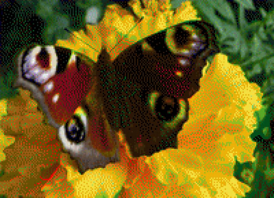 Павлиний глаз - бабочки, природа - предпросмотр